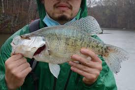 Image result for Pomoxis annularis