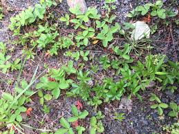 Attēlu rezultāti vaicājumam “Fragaria vesca leaf”