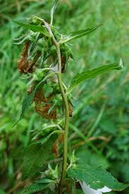 Attēlu rezultāti vaicājumam “Campanula trachelium leaf”