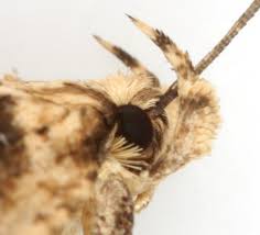 Attēlu rezultāti vaicājumam “Agonopterix aranella”