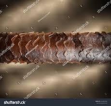 Image result for human hair microscope image