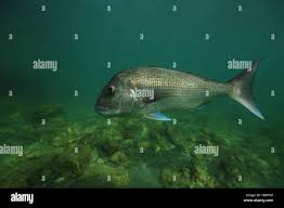 Image result for Pagrus auratus