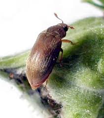 Attēlu rezultāti vaicājumam “Byturus tomentosus”