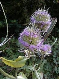 Attēlu rezultāti vaicājumam “Dipsacus fullonum flower”