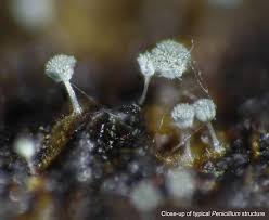 Attēlu rezultāti vaicājumam “Penicillium vulpinum”