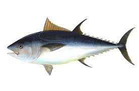 Image result for giant tuna