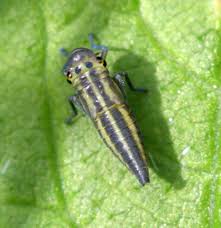 Attēlu rezultāti vaicājumam “Cicadella viridis female”
