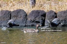 Attēlu rezultāti vaicājumam “Anser albifrons”