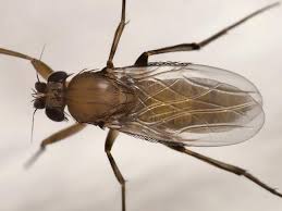 Attēlu rezultāti vaicājumam “Phoridae”