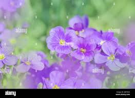 Attēlu rezultāti vaicājumam “Aubrieta deltoidea flower”