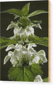 Attēlu rezultāti vaicājumam “Lamium album flower”