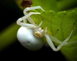 Attēlu rezultāti vaicājumam “Misumena vatia”