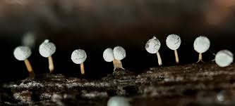 Attēlu rezultāti vaicājumam “Physarum globuliferum”