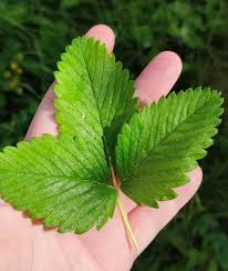 Attēlu rezultāti vaicājumam “Fragaria moschata leaf”