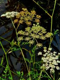 Attēlu rezultāti vaicājumam “Peucedanum palustre leaf”