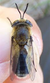 Attēlu rezultāti vaicājumam “Heptatoma pellucens”