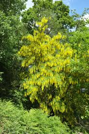 Image result for Laburnum anagyroides
