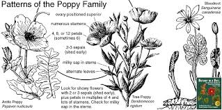 Attēlu rezultāti vaicājumam “Papaveraceae”