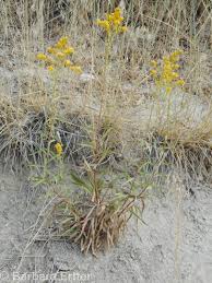 Attēlu rezultāti vaicājumam “Lithomoia solidaginis”