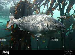 Image result for Lithognathus lithognathus