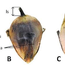 Attēlu rezultāti vaicājumam “Sparganium neglectum fruit”