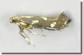 Attēlu rezultāti vaicājumam “Calybites phasianipennella”