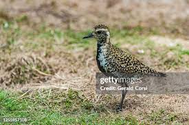 Attēlu rezultāti vaicājumam “Pluvialis apricaria”