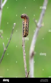 Attēlu rezultāti vaicājumam “Noctua pronuba”