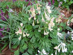 Attēlu rezultāti vaicājumam “Corydalis solida flower”