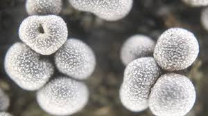 Attēlu rezultāti vaicājumam “Physarum penetrale macro”