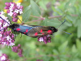 Attēlu rezultāti vaicājumam “Zygaena lonicerae”