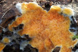 Attēlu rezultāti vaicājumam “Leucogyrophana mollusca”