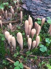 Attēlu rezultāti vaicājumam “Clavariadelphus ligula”