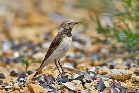 Image result for Oenanthe pleschanka