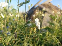 Attēlu rezultāti vaicājumam “Silene latifolia subsp. alba flower”