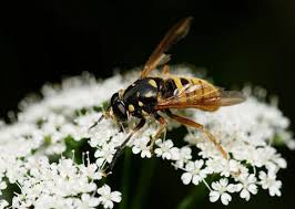 Attēlu rezultāti vaicājumam “Temnostoma vespiforme”