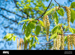 Attēlu rezultāti vaicājumam “Betula pubescens flower”
