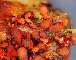 Attēlu rezultāti vaicājumam “Heterotrichia pomiformis (syn. Arcyria pomiformis) stalked”