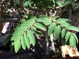 Attēlu rezultāti vaicājumam “Sorbus aucuparia leaf”