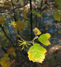 Attēlu rezultāti vaicājumam “Hamamelis virginiana leaf”