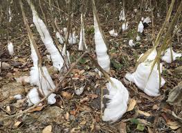 Attēlu rezultāti vaicājumam “Frost Flowers”
