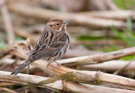 Image result for Emberiza pusilla