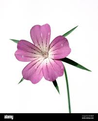 Image result for Kornrade