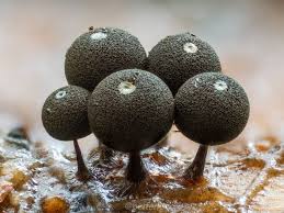 Attēlu rezultāti vaicājumam “Enerthenema papillatum”