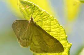 Attēlu rezultāti vaicājumam “Paratalanta hyalinalis”