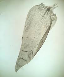 Attēlu rezultāti vaicājumam “Neckera pennata”