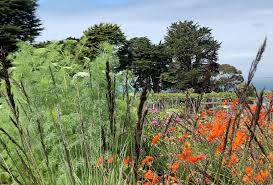 Attēlu rezultāti vaicājumam “Molinia caerulea flower”