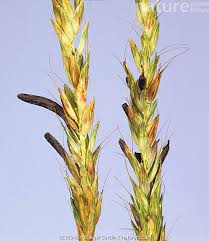 Attēlu rezultāti vaicājumam “Claviceps purpurea”