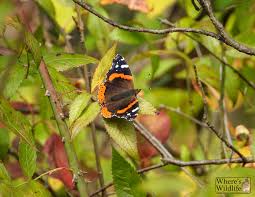 Attēlu rezultāti vaicājumam “Vanessa atalanta underside”