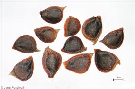 Attēlu rezultāti vaicājumam “Ranunculus acris fruit”